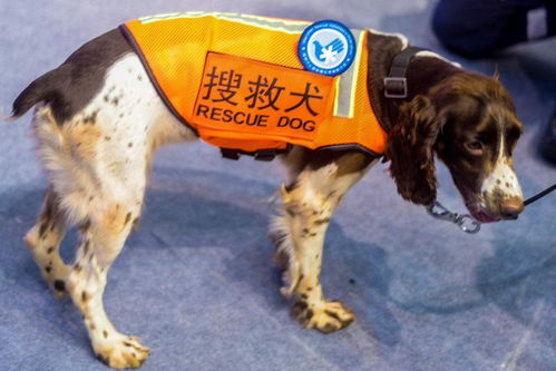 搜救犬搜寻丽江失联女生时被蚂蟥咬伤